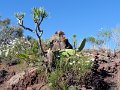 A (59) Lava plants